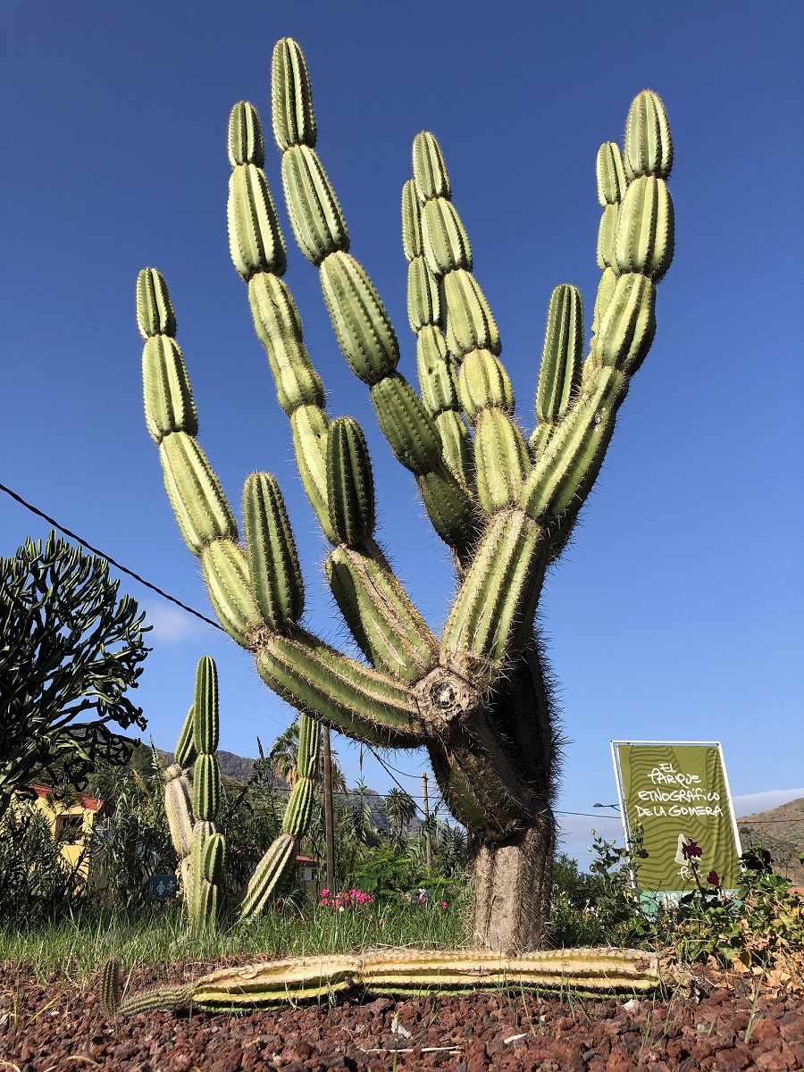 Kaktusy-w-parku-etnograicznym-na-La-Gomera