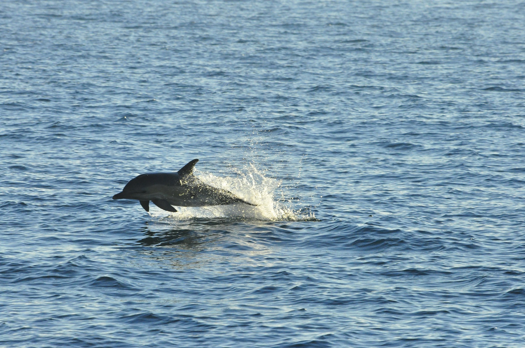 Delfin-Gibraltar